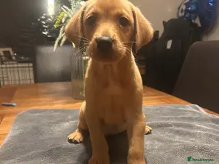Labrador Retriever dogs Quality Lab Pups - Advert 6