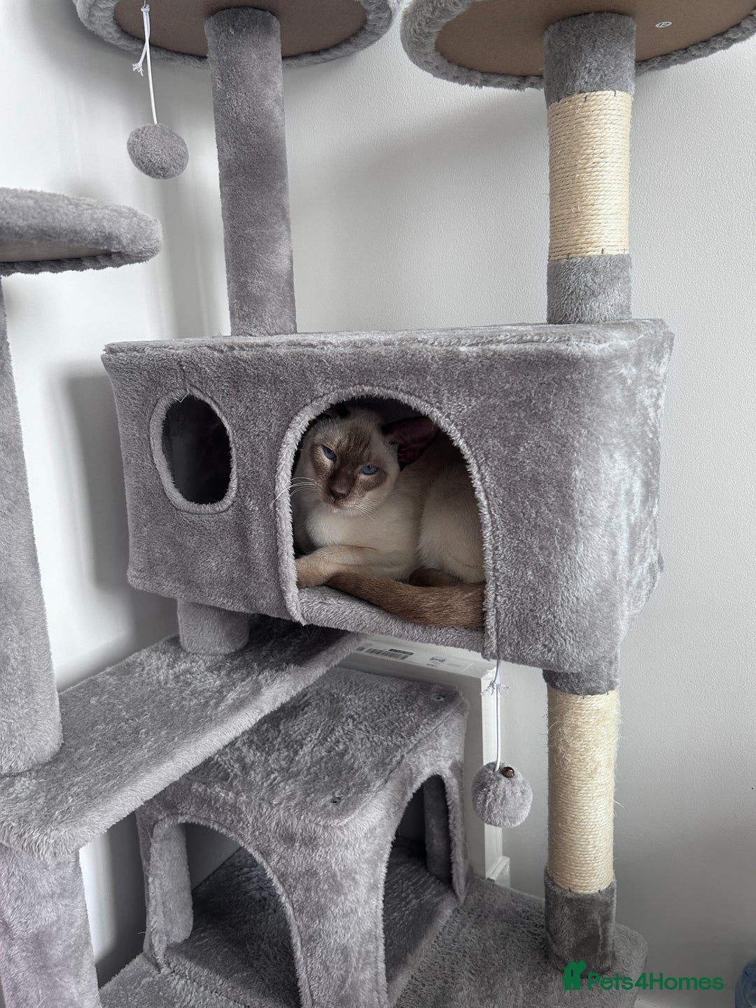 Siamese cats for stud: GORGEOUS WEDGEHEAD TYPE SIAMESE STUD - Image 2