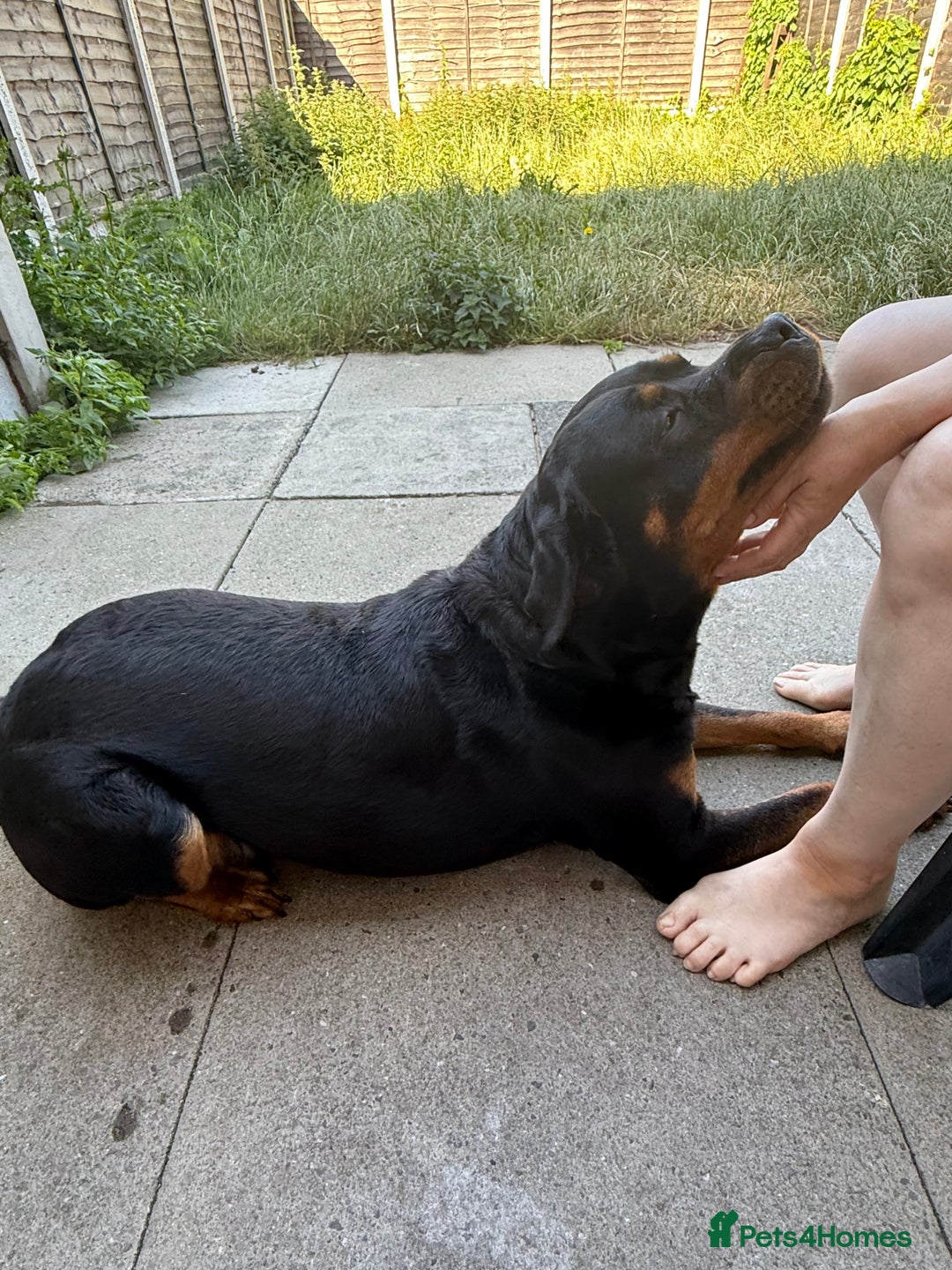 Rottweiler dogs for sale: 3 year old female Rottweiler  - Image 2