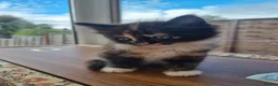 Mixed Breed cats for sale: 4 Beautiful Kittens Looking for Forever Homes in Taunton - Advert 5