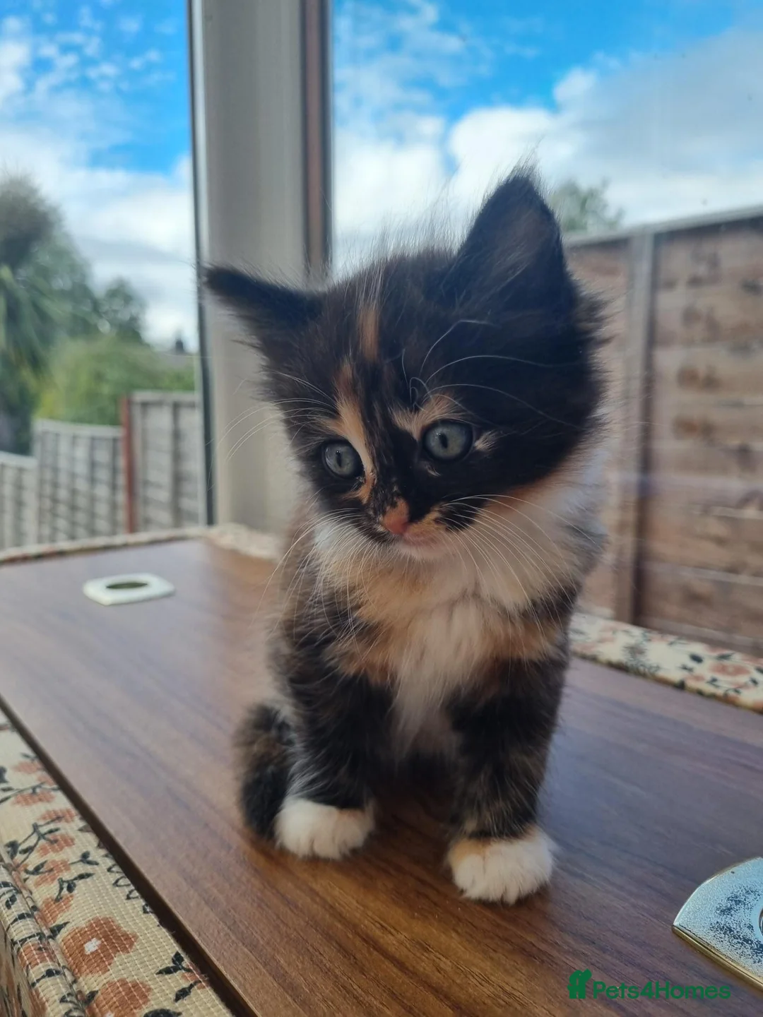 Mixed Breed cats for sale: 4 Beautiful Kittens Looking for Forever Homes in Taunton - Advert 5