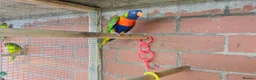 Mixed Breed birds for sale: Different types of birds *read description*  - Advert 9