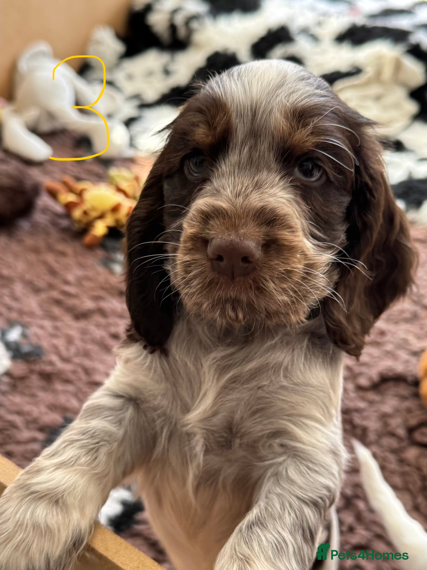 Cocker Spaniel dogs KC registered cocker spaniel pups - Advert 2