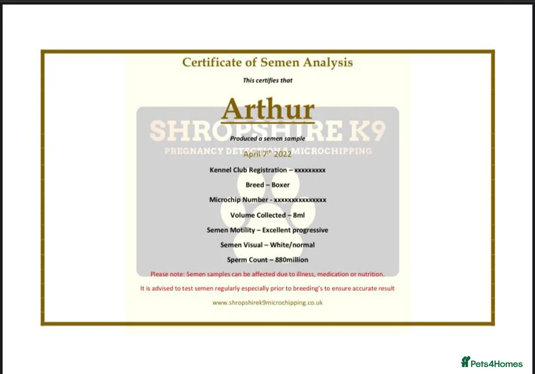 Boxer dogs for stud: For stud kc proven bobtail stunning boy in Telford - Advert 4