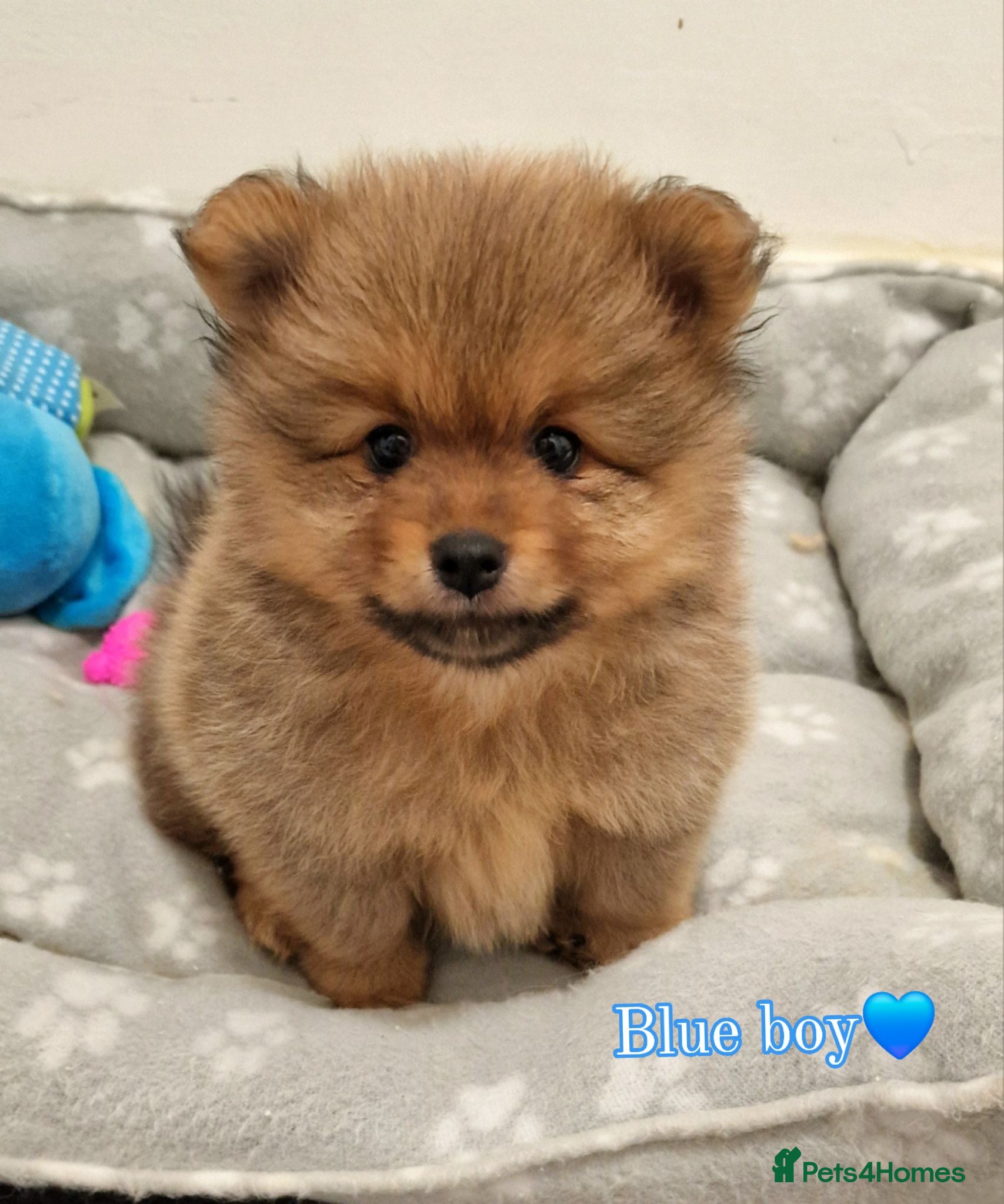 Pomeranian dogs 🐾 Beautiful Pomeranian Puppies🐾❤️ - Advert 2