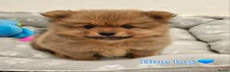 Pomeranian dogs for sale: 🐾 Pomeranian Puppies only one boy left🐾❤️ - Advert 32