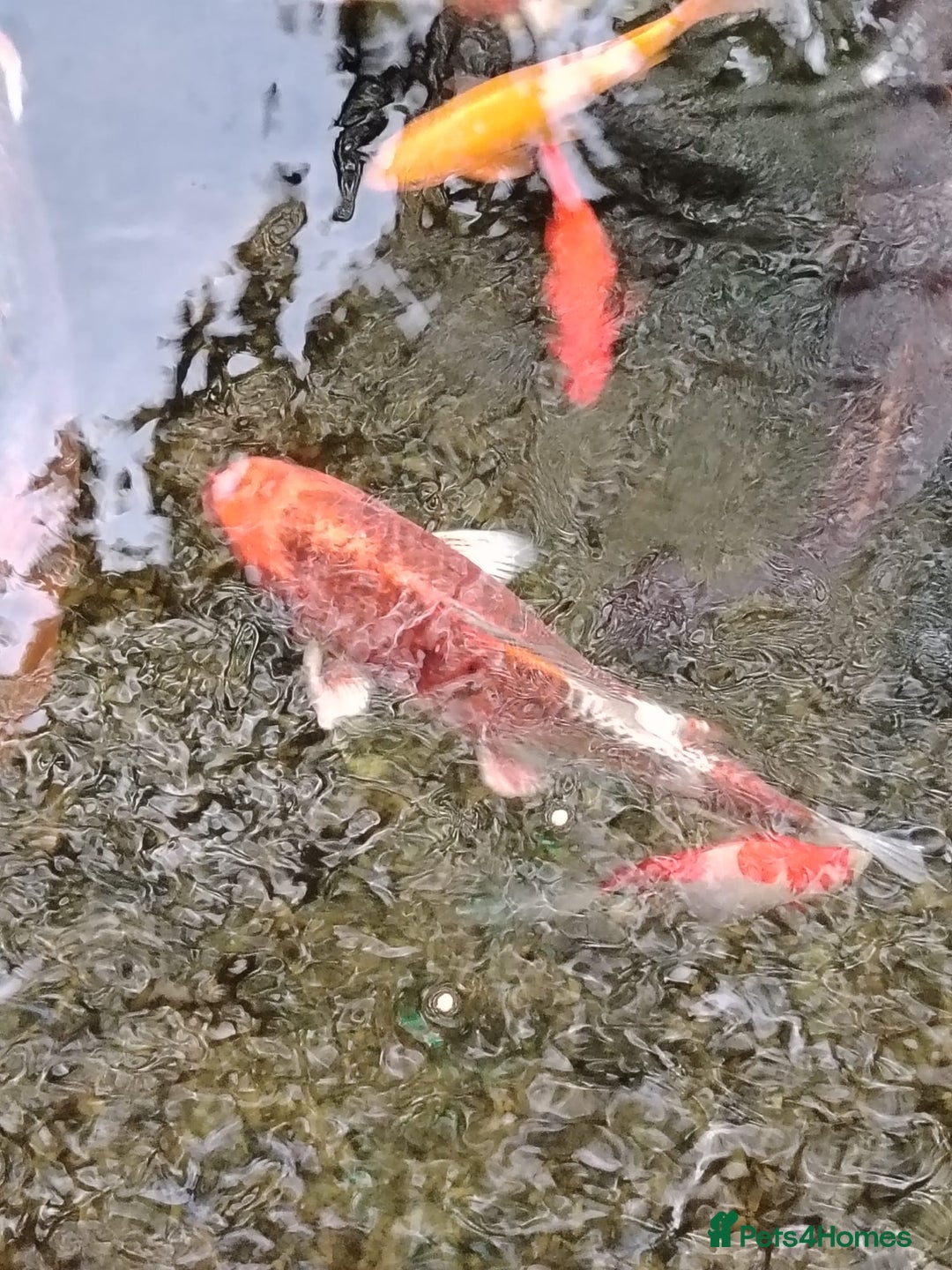 Koi Carp fish for sale: Koi Carp pond fish healthy and very big  - Image 22