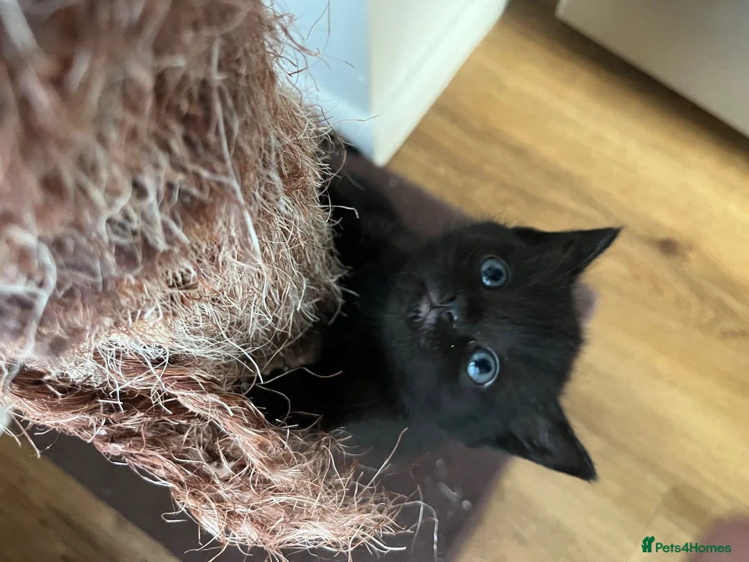 British Shorthair cats for sale: Half British Shorthair  - Advert 13
