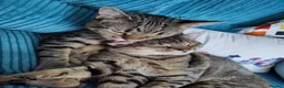 Mixed Breed cats for sale: 2 beautiful cats looking for a loving home in Saint Austell - Advert 4