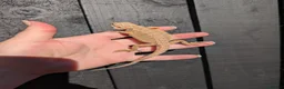 Bearded Dragon reptiles for sale: Baby bearded dragons - Advert 9