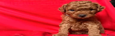 Toy Poodle 3