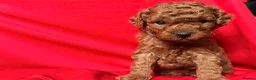 Toy Poodle dogs for sale: 5 gorgeous KC Reg Toy poodle puppies available  - Advert 5