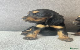 Cocker Spaniel dogs for sale: Beautiful Showtype cocker spaniels - Image 18