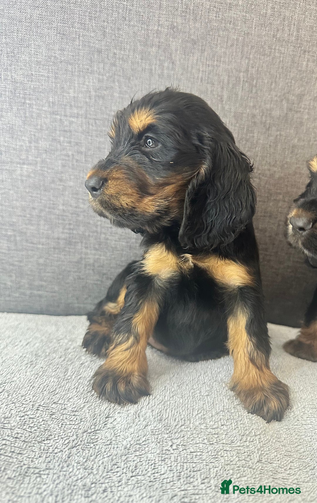 Cocker Spaniel dogs for sale: Beautiful Showtype cocker spaniels - Image 18