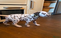 Dalmatian dogs for sale: Top quality show type Dalmatian pups 🐶  - Image 29