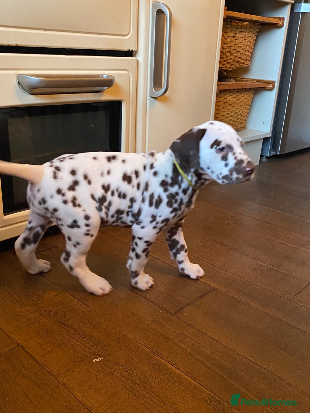 Dalmatian dogs for sale: Top quality show type Dalmatian pups 🐶  - Image 29