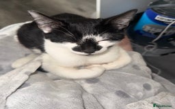 Mixed Breed cats for sale: 2 male kittens - Image 1