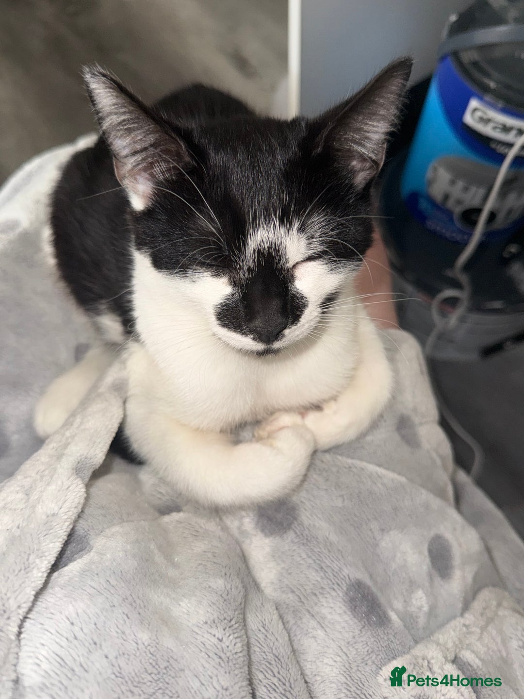 Mixed Breed cats for sale: 2 male kittens - Image 1