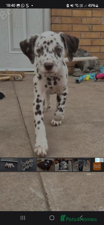 Dalmatian dogs - Advert 2