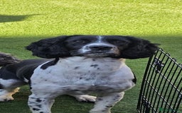 Sprocker dogs for sale: Spoker  - Image 1