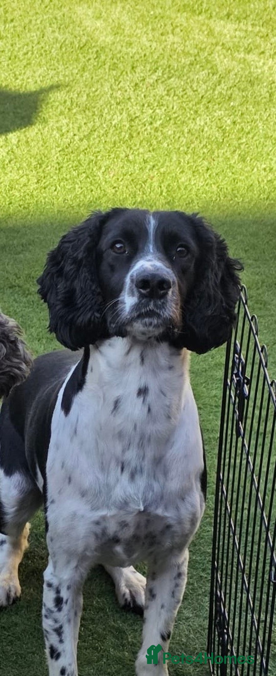 Sprocker dogs for sale: Spoker  - Image 1
