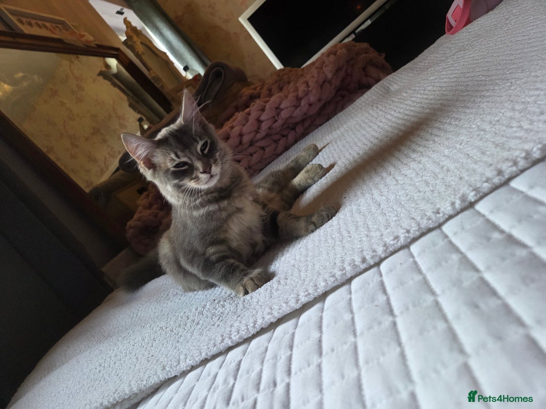 British Shorthair cats for sale: Beautiful grey fluffy boy  - Image 6