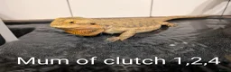 Bearded Dragon reptiles for sale: Baby Bearded Dragons  - Advert 13