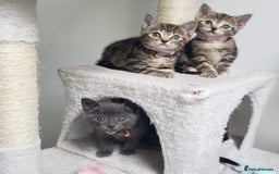 Mixed Breed cats for sale: Lovely Kittens 🤎 Grey 200, Tabby 130 - Image 1