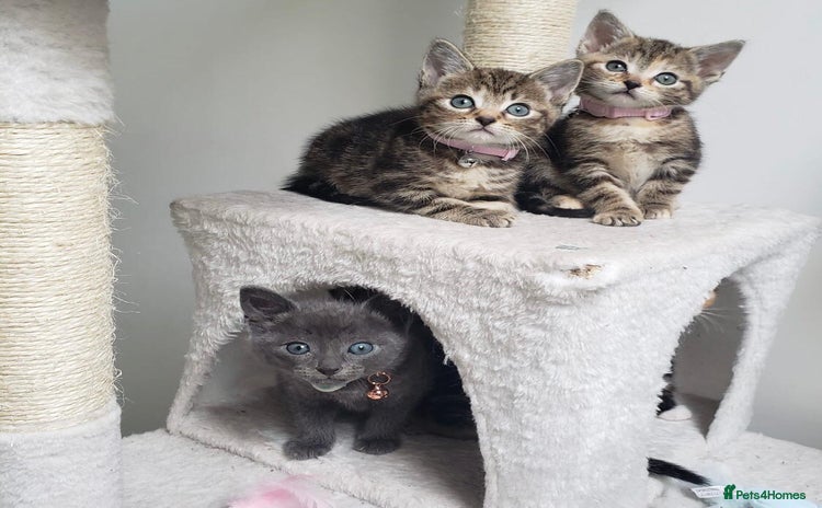 Mixed Breed cats - Advert 3