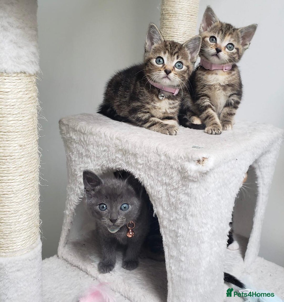 Mixed Breed cats for sale: Lovely Kittens 🤎 Grey 200, Tabby 130 - Image 1