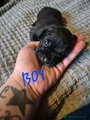 Cane Corso Puppy 4