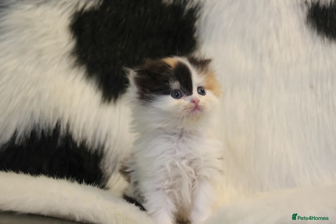 Scottish Fold cats for sale: Eight wee wonders seek mum/dad - Advert 18