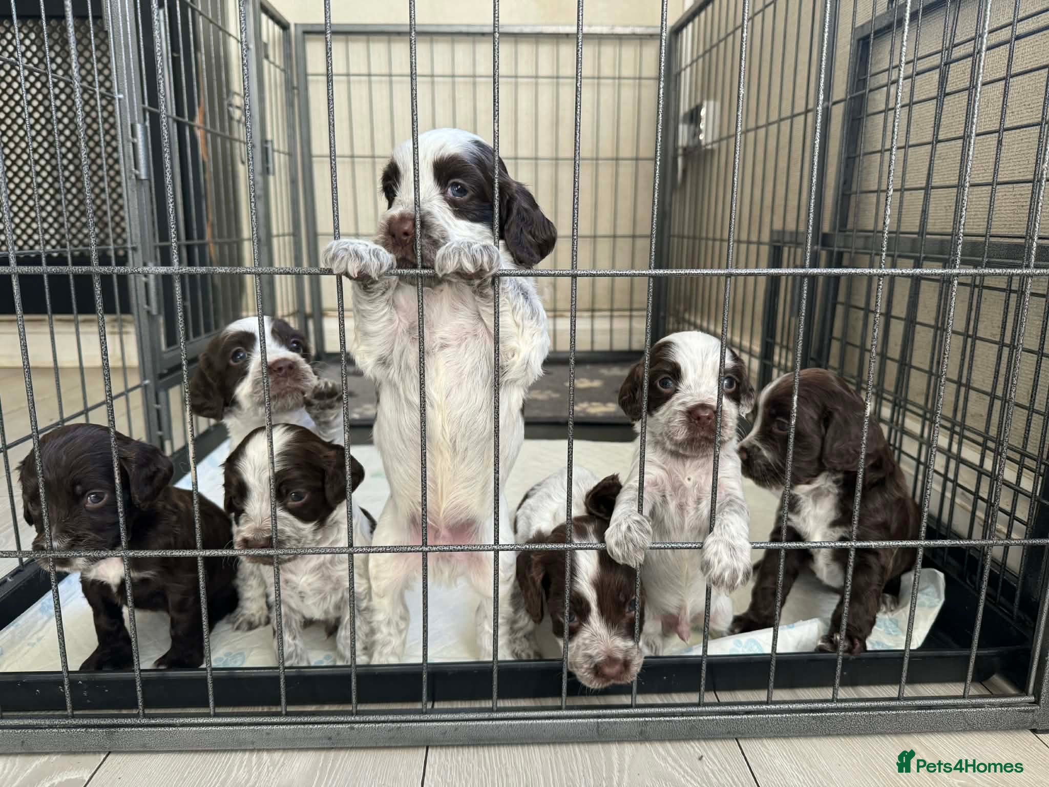Cocker Spaniel dogs Cocker spaniel puppies  - Advert 11