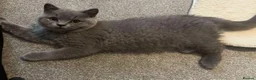 British Shorthair cats for sale: Blue British Shorthair Male Kitten  - Advert 3