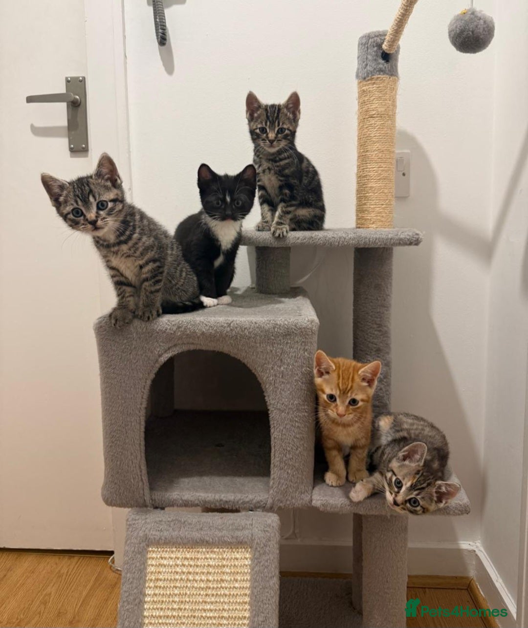 Mixed Breed cats 5 Stunning Domestic Kittens tabby orange stripe - Advert 3