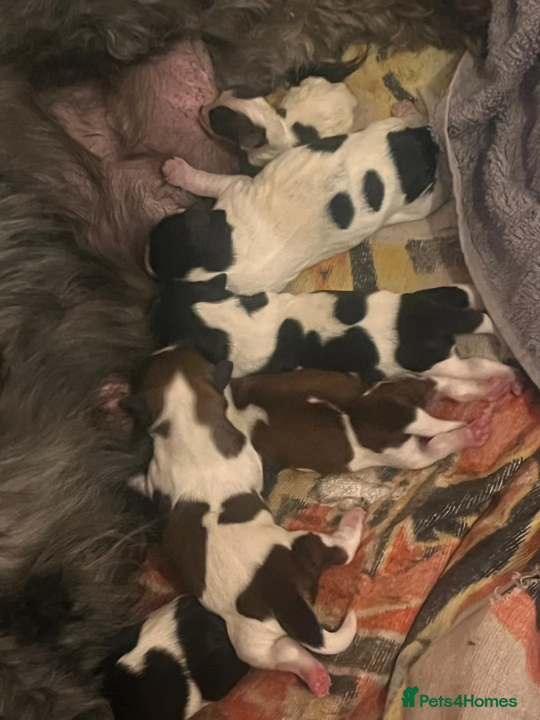 Shorkie dogs for sale: Shorkie - Advert 2