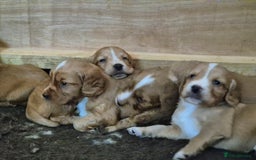 Cocker Spaniel dogs for sale: Beautiful working cocker spaniel puppies  - Image 4