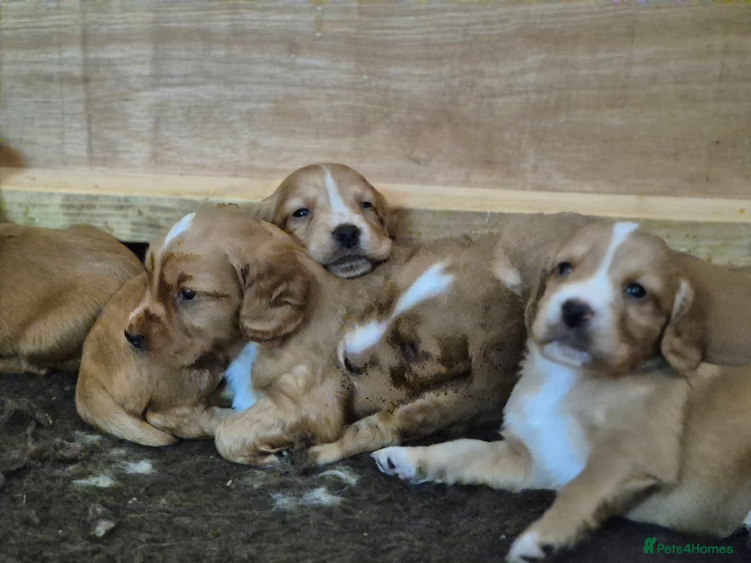 Cocker Spaniel dogs for sale: Beautiful working cocker spaniel puppies  - Image 4