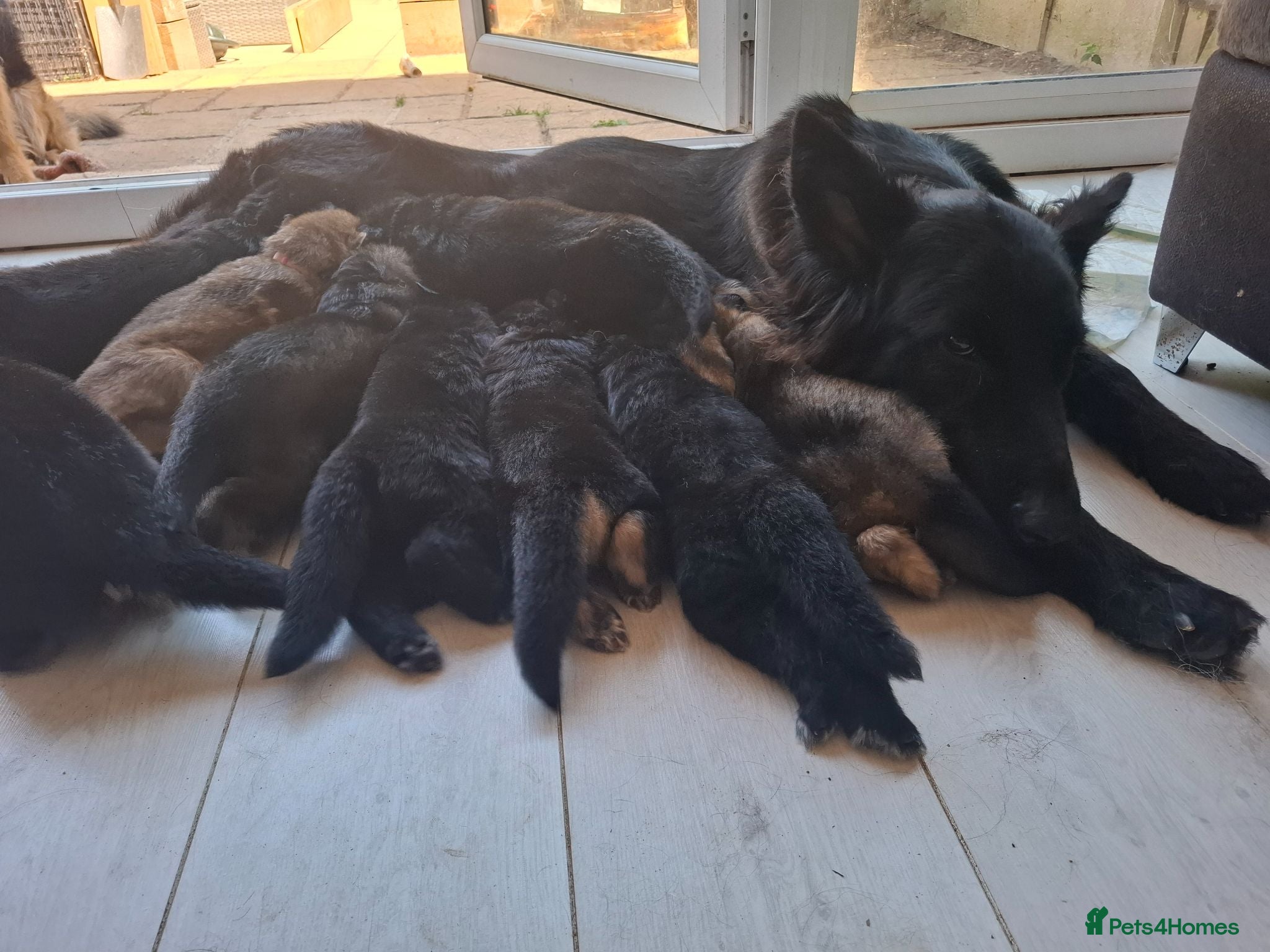 German Shepherd dogs 11 German shepherd puppies 6 boys 5 girls  - Advert 6