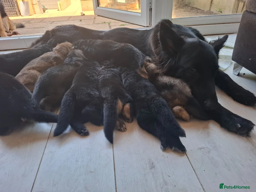 German Shepherd dogs for sale: 11 German shepherd puppies 6 boys 5 girls  in Sudbury - Advert 1