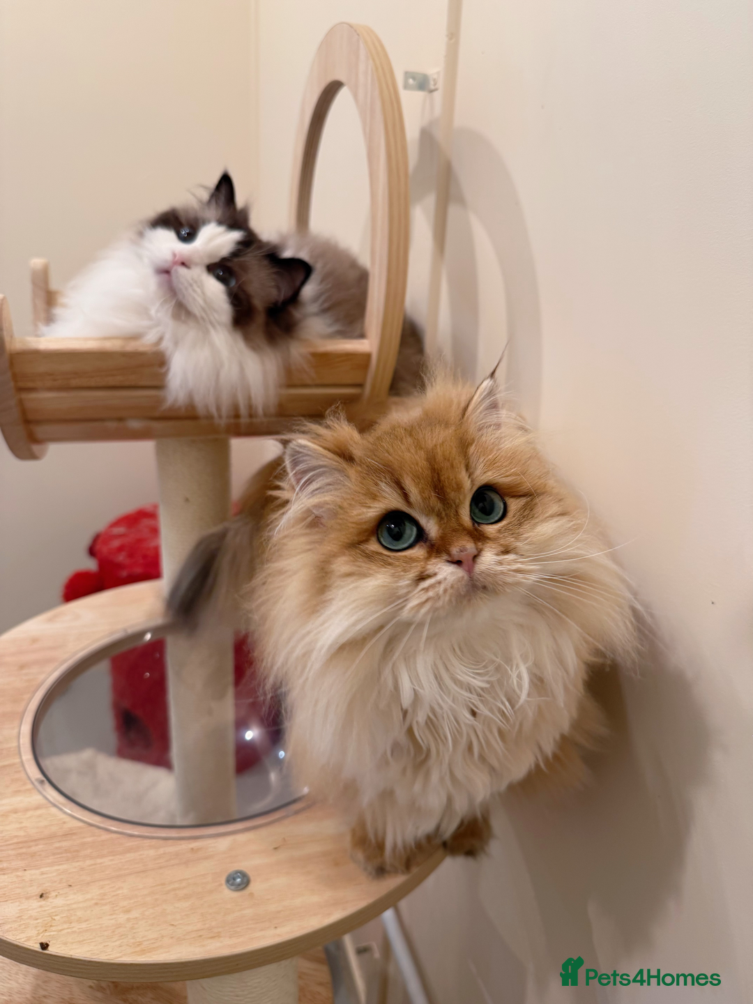 Ragdoll cats for sale: Stunning Ragdoll, BSH & Golden Longhair - Advert 12