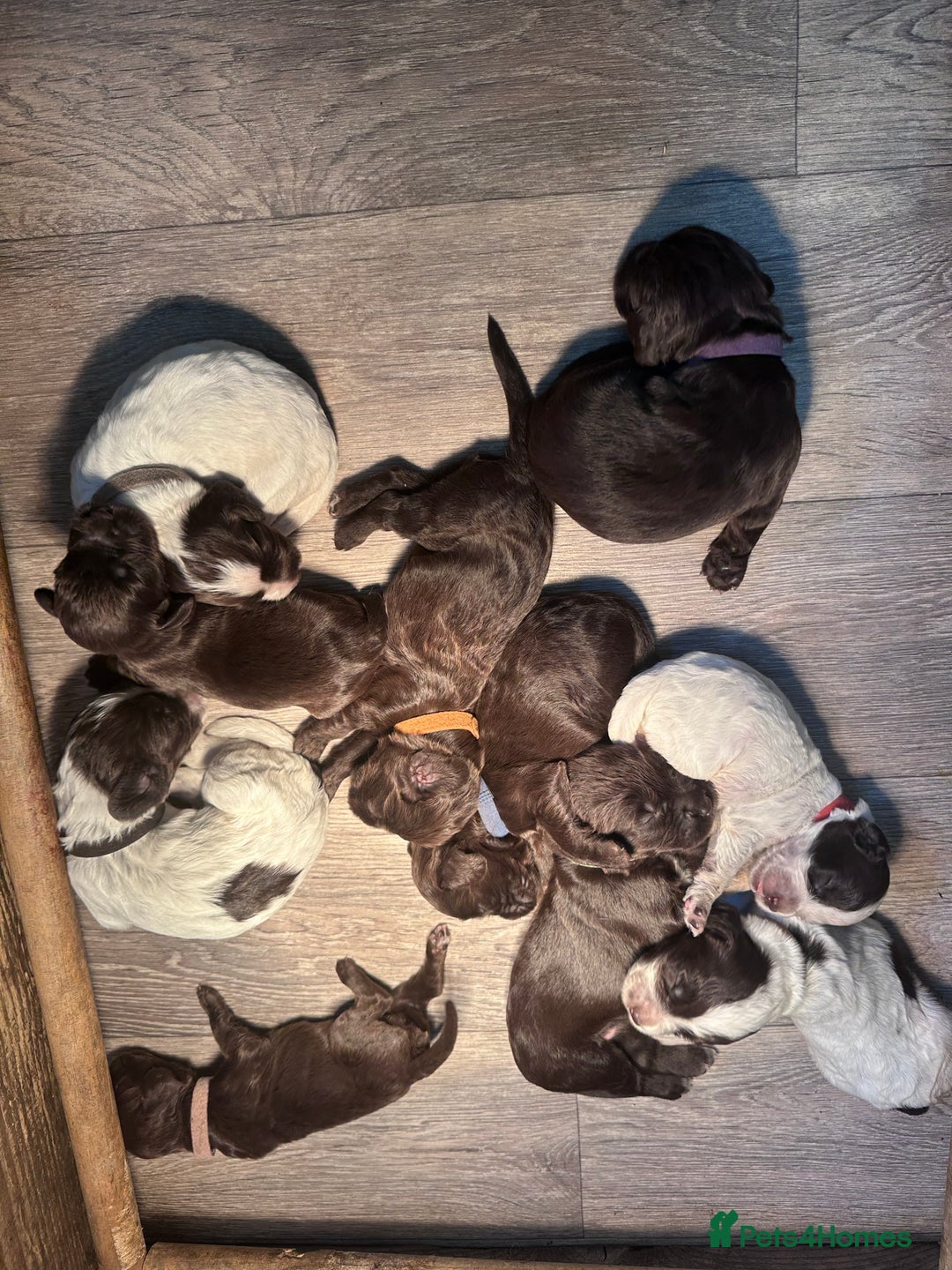 Cocker Spaniel dogs for sale: Cocker spaniel puppies - Image 18