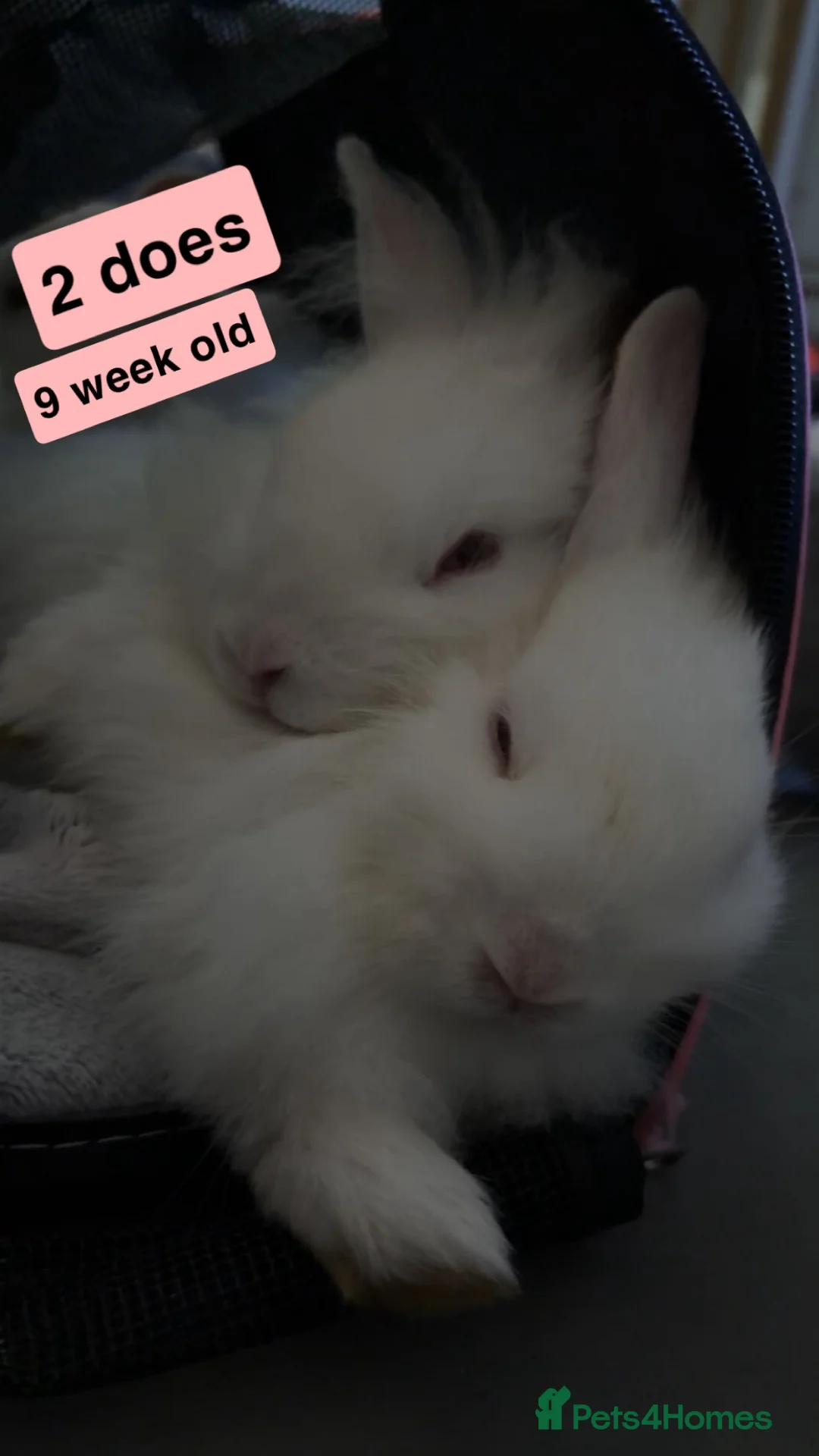 Mixed Breed rabbits for sale: miniature lionhead x netherland dwarf  - Advert 2
