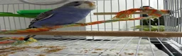 Budgerigars birds for sale: [SOLD]  Split tcb/bf male semi-tame available  - Advert 4