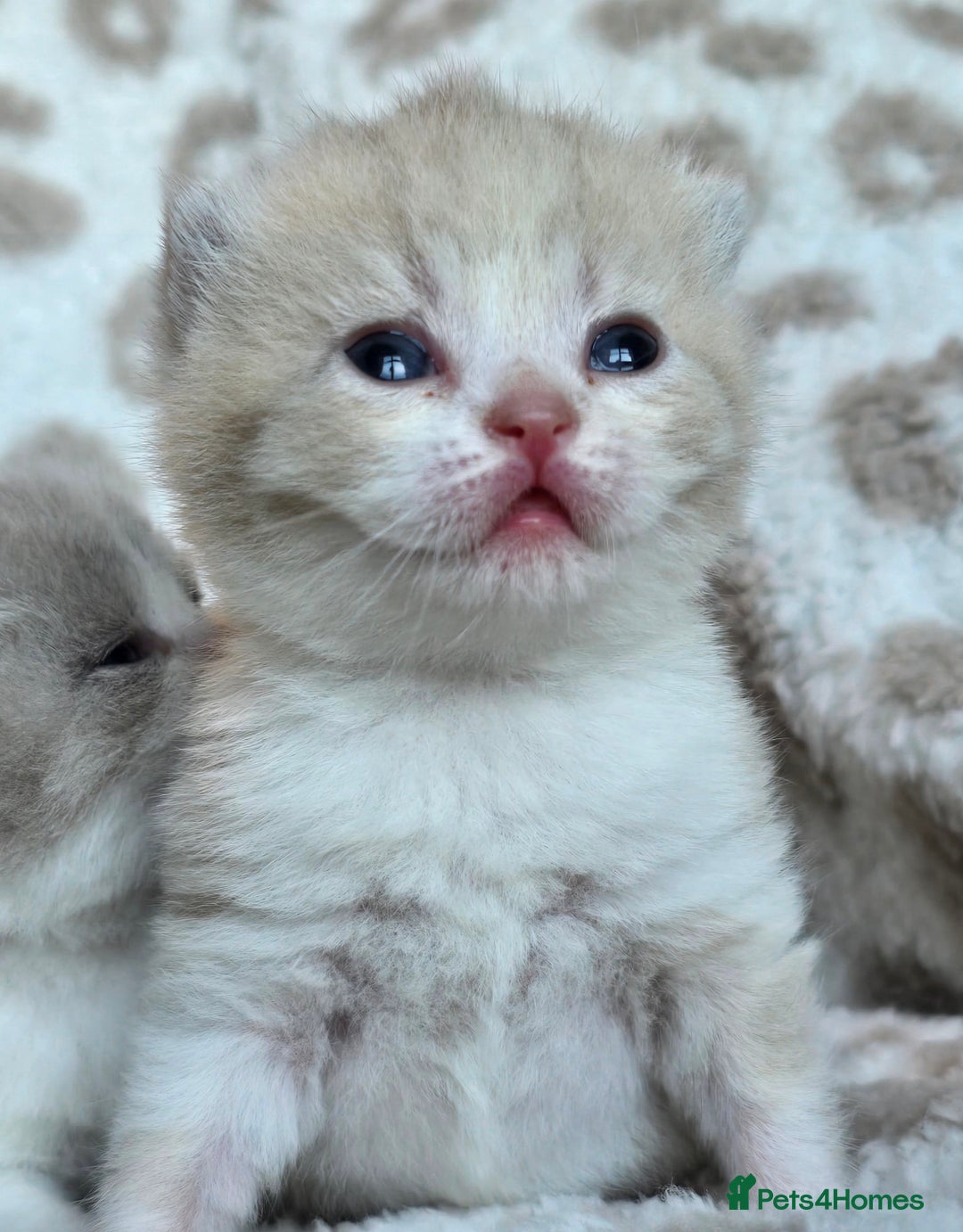 British Shorthair cats for sale: 1 BOY LEFT TICA reg BSH and BLH kittens - Advert 32