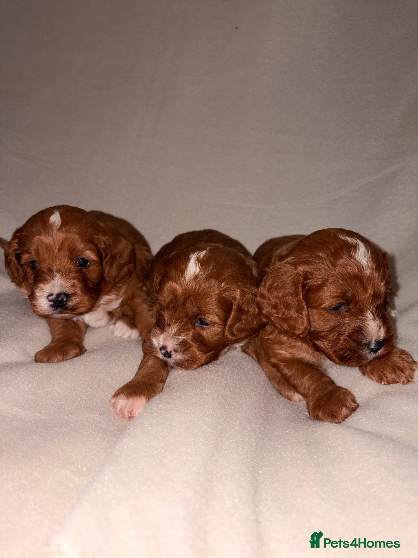 Cavapoo dogs DNA Health tested Deep red toy cavapoo puppy’s  - Advert 8