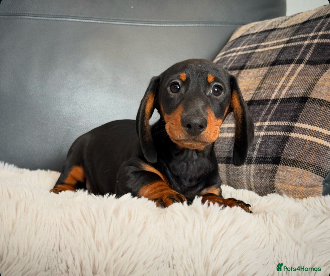 Miniature Dachshund dogs for sale: KC MINI DACHSHUND BOY READY NOW  - Advert 1