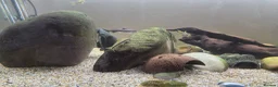 Other/Mixed Breed fish for sale: Siemese Flying Fox and Fish Net Flying Fox - Advert 3