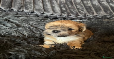 Lhasa Apso dogs - Advert 2
