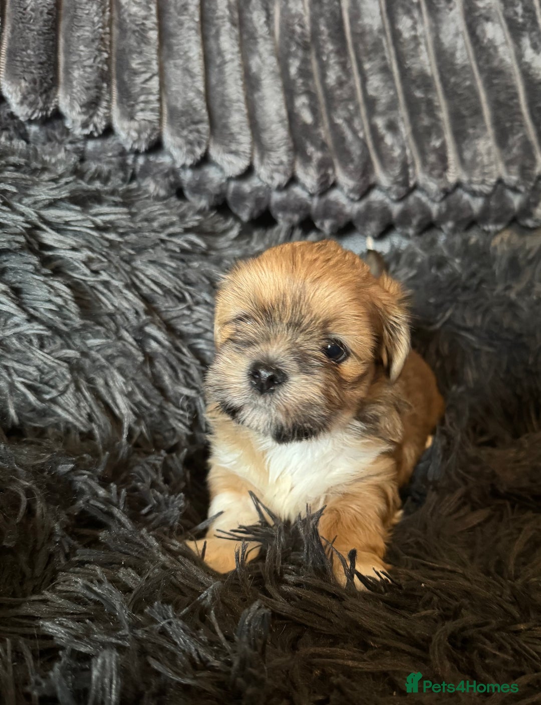 Lhasa Apso dogs for sale: Lhasa Apso Girl Pup - Image 3